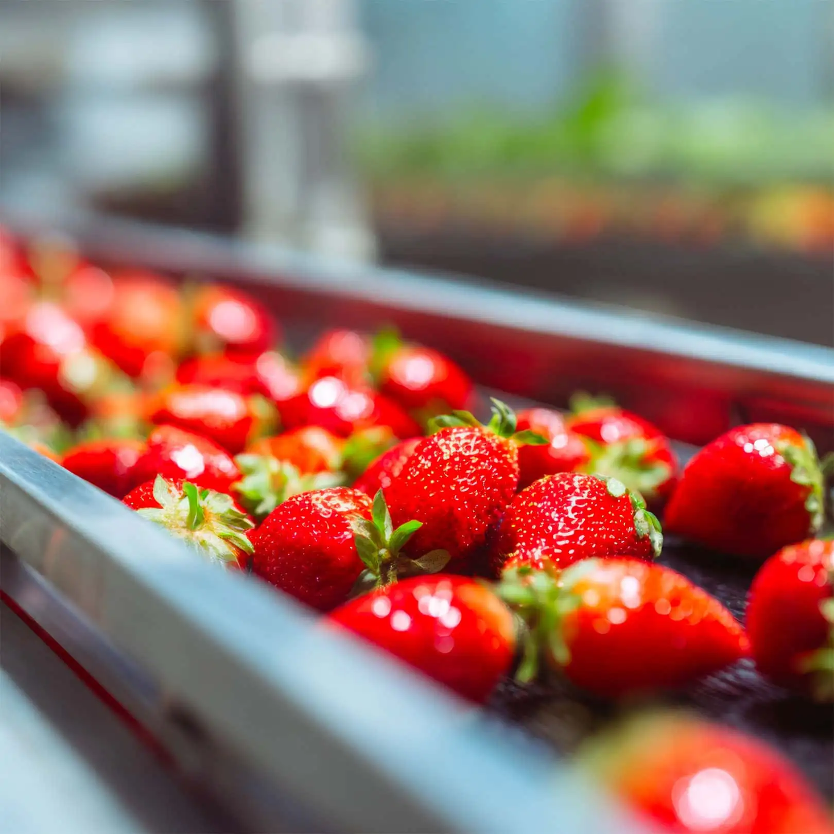 Image Equipments Craft-Food